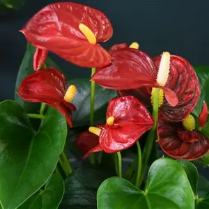 Anthurium Aqua Red In Sierglass | House Plants | Thompson & Morgan