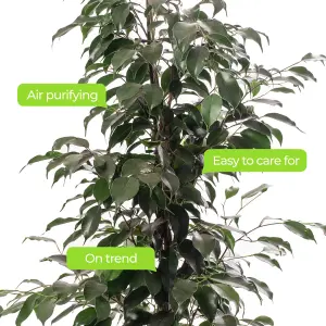 Ficus Benjamina Danielle - Indoor House Plant for Home Office, Kitchen, Living Room - Potted Houseplant (120-140cm)