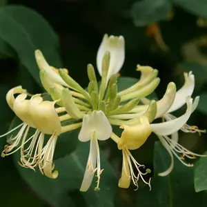 Lonicera periclymenum Graham Thomas Yellow Flowering Vine Plant 60cm Cane 3L Pot