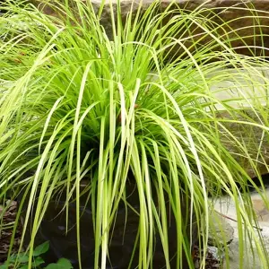 Carex Everillo - Vibrant Foliage, Compact, Easy to Grow, Low Maintenance (20-30cm Height Including Pot)