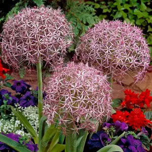 Allium Christophii Flowering Bulbs - Unique Globe Blooms (200 Pack)