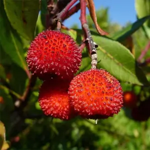 2 x Arbutus unedo Rubra in 9cm Pots - Bushy Evergreen Pink Strawberry Tree Shrub