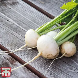 Turnip Rapa De Lodi 1 Seed Packet (5400 Seeds)