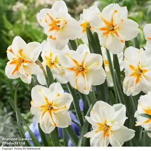 Spring Flowering Daffodil Trepolo10 Bulbs