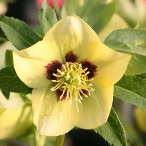 Harvington Yellow With Dark Eye Lenten Rose Hellebore Perennials Plants 2L Pot