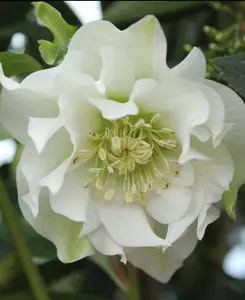 Helleborus double Ellen White - Lenten Rose set of 3 in 9cm pots