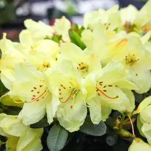 Rhododendron Wren Garden Plant - Yellow Blooms, Compact Size, Hardy (15-30cm Height Including Pot)