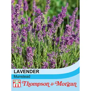 Lavender Munstead 1 Packet (110 Seeds)