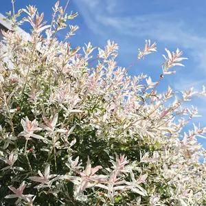 Flamingo Willow Tree, Salix Integra 'Hakuro-nishiki' - 80cm Standard Tree in a 3L Pot