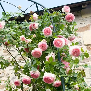 Harkness Roses - Rose Eden 3L Pot