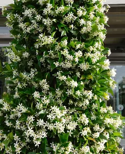 Star Jasmine - Trachelospermum Jasminoides in a 2L pot and a cane