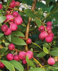 Blueberry All - Season Collection - Early, Mid and Late fruiting varieties - supplied in 9cm pots