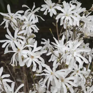 White Magnolia Stellata Star Magnolia Standard Tree 70cm Tall in a 3L Pot Ready to Plant Out in Garden