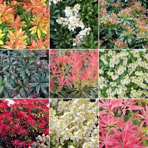 Pieris Plant Mix - Beautiful Collection of Outdoor Plants, Ideal for UK Gardens, 9cm Pots (3 Pack)