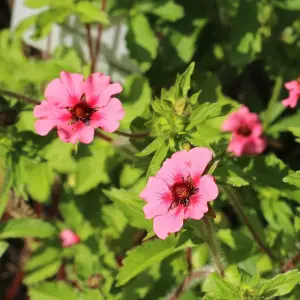 Potentilla Helen Jane 1 Seed Packet (50 Seeds)