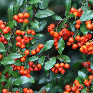 Pyracantha Orange Glow 3 Litre Potted Plant x 1