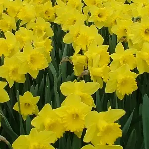 Daffodil Golden Trumpet Flowering Bulb - 2kg Pack