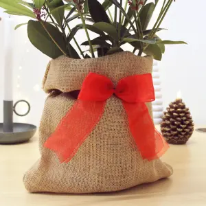 Skimmia Rubella Plant in 2L Pot with Hessian Gift Wrap - Evergreen Outdoor Shrub - Easy to Grow Christmas Gardening Gift