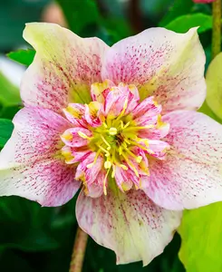 Hellebore Double Ellen Collection - Set Of 3 Plants In 9cm Pots