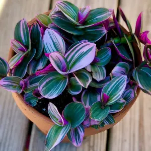 Tradescantia Nanouk - 10-20cm in Height inc Pot - Colourful and Low Maintenance