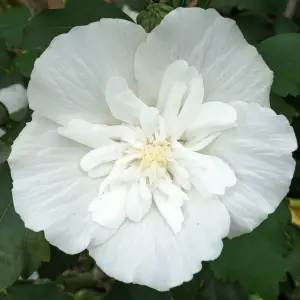 Hibiscus 'White Chiffon' in a 9cm Pot