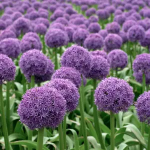 3 x Allium Globemaster Bulbs - Summer Flowering - UK Hardy Pollinator Friendly - Grow in Beds, Borders & Patio Pots