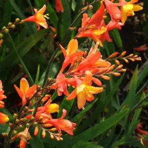 Crocosmia Orange Pekoe in 9cm Pot - Herbaceous Perennial - Ready to Plant