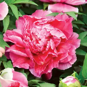 Herbeaceous Hardy Peony Plants Pink Red and White Bare Roots - Supplied as Bare Root Peony Plant Ready to Plan tin Gardens