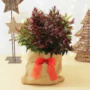 Leucothoe Scarletta Plant in 2L Pot with Hessian Gift Wrap - Dog Hobble Evergreen Shrub - Easy to Grow Christmas Gardening Gift