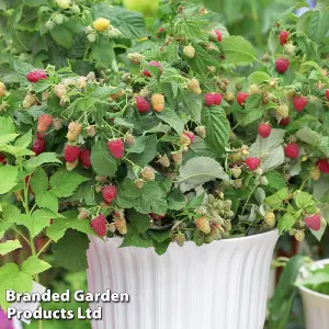 Fruit Raspberry (Rubus) Little Sweet Sister 13cm Potted Plant x 1