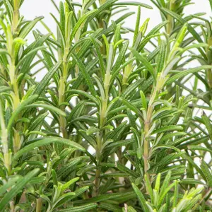 2 x Rosemary Herb Plants in 14cm Pots - Rosmarinus Officinalis for Culinary Use