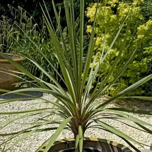 Cordyline Atlantic Green - Evergreen Foliage, White Flowers, Low Maintenance, Hardy (25-35cm Height Including Pot)