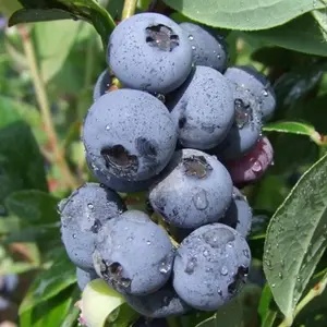 Blueberry Goldtraube - Vaccinium corymbosum, Fruit-Bearing Shrub (30-50cm Height Including Pot)