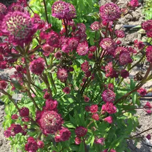 Astrantia Star of Beauty - Pink Flowering Masterwort, Perennial Plant, Moderate Height (30-40cm Height Including Pot)