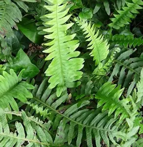 Hardy Fern Polypodium Vulgare Plant 20-30cm Supplied in a 2/3 Litre Pot