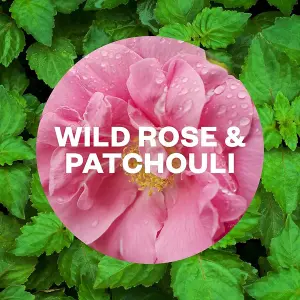 Air Wick Freshener Reed Diffuser Wild Rose And Patchouli 33ML