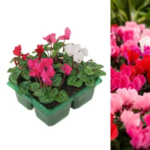 4 x Cyclamen Mixed Garden Ready Plants - Alpine Violet UK Hardy Flowering Perennials - Ideal for Beds, Containers or Borders