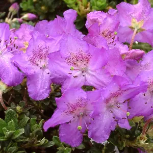 Rhododendron Keleticum (15-25cm Height Including Pot) Garden Plant - Compact Shrub, Lavender Blooms