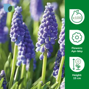 Muscari armeniacum (Grape Hyacinth) 100 Flower bulbs