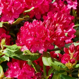 2 x Rhododendron Nova Zembla Plants - 15-20cm in Height - 9cm Pots