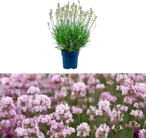 Lavender angustifolia 'Rosea' in a 9cm Pot Ready to Plant - Summer Colour Plant