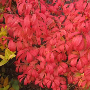 Euonymus alatus Unforgettable Fire (HAYMAN) 9cm Potted Plant x 2