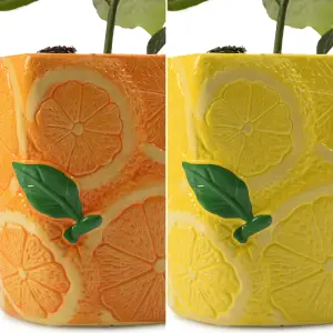 Citrus Duo: Lemon & Orange Trees in Ceramic Pots, Mediterranean Flair (9cm Pots)