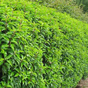 Portuguese Laurel 1.25m Height Evergreen Instant Hedge Pack of 10