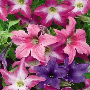 Petunia Spark-lers 1 Packet (30 Seeds)