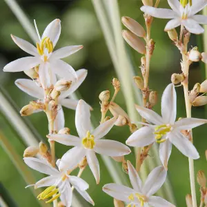 Chlorophytum ( Hardy Spider Plant ) Starlight 9cm Potted Plant x 1