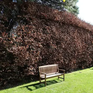 Fagus Sylvatica Purpurea 'Copper Beech' Bare Root Hedge Hedging Tree Plants (1-2ft, 50 Plants)