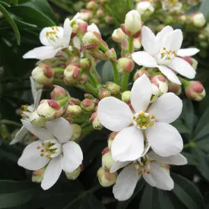 Choisya Greenfingers - Evergreen, White Flowers, Shrub (20-30cm Height Including Pot)