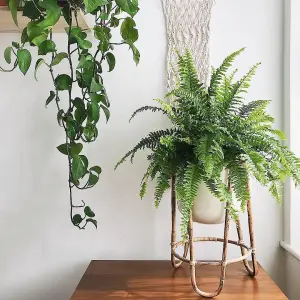 Boston Fern - Nephrolepis Exaltata - Bushy Indoor Plant in 12cm Pot