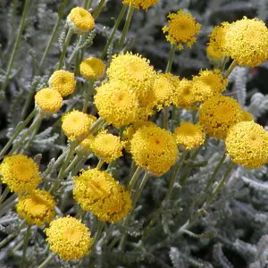 Santolina Chamaecyparissus Garden Plant - Silvery Foliage, Bright Yellow Flowers, Compact Size (20-30cm Height Including Pot)